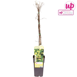 Clematis tangutica P15