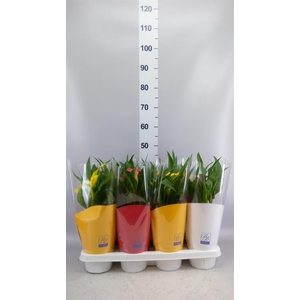 Zantedeschia   ...mix