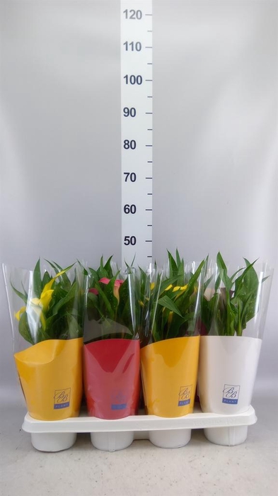 <h4>Zantedeschia   ...mix</h4>