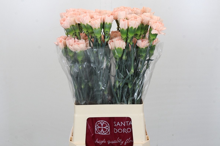 <h4>Dianthus St Novia</h4>