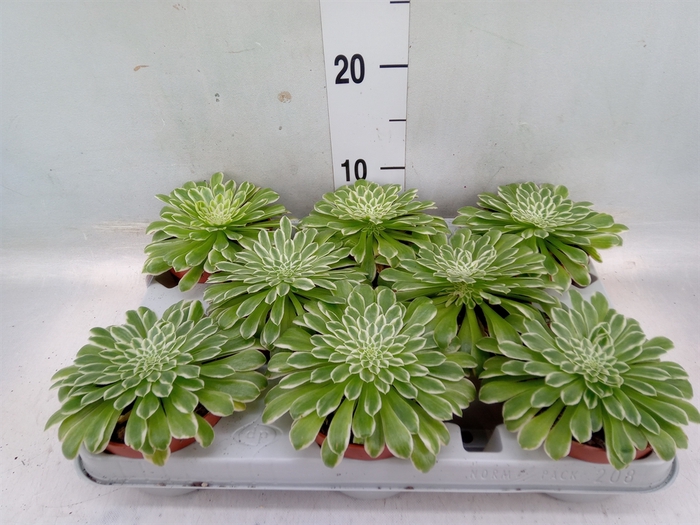 <h4>Aeonium tabuliforme</h4>