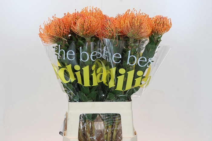 Nutans Ayoba Mandarin Zest