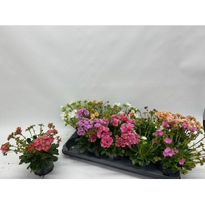 LEWI CO HAPPY CO GEM