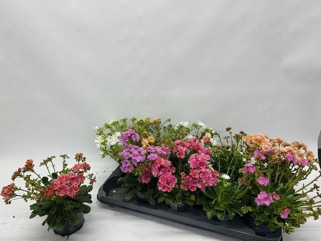 <h4>LEWI CO HAPPY CO GEM</h4>