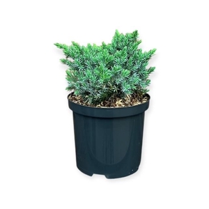 Juniperus s. 'Blue Star'