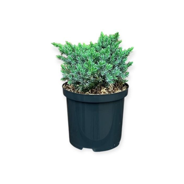 <h4>Juniperus s. 'Blue Star'</h4>