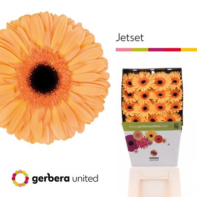 Gerbera diamond jetset