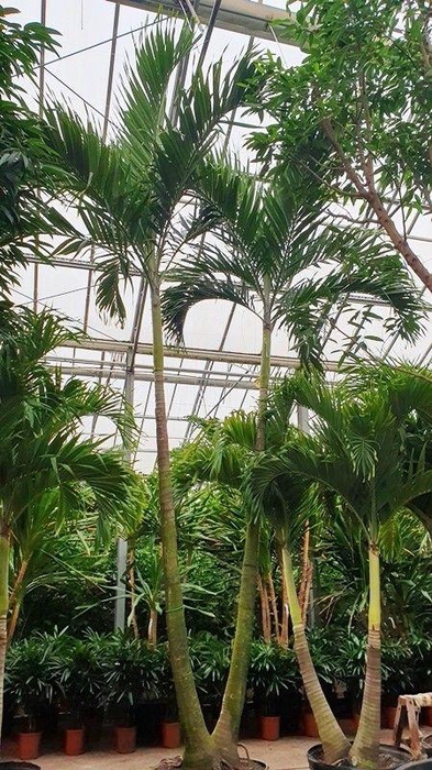 <h4>Veitchia merrillii 2pp</h4>