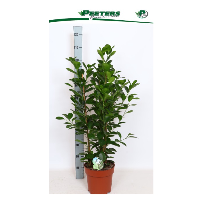 <h4>Ficus Microcapra Moclame 24Ø 105cm 6pp</h4>