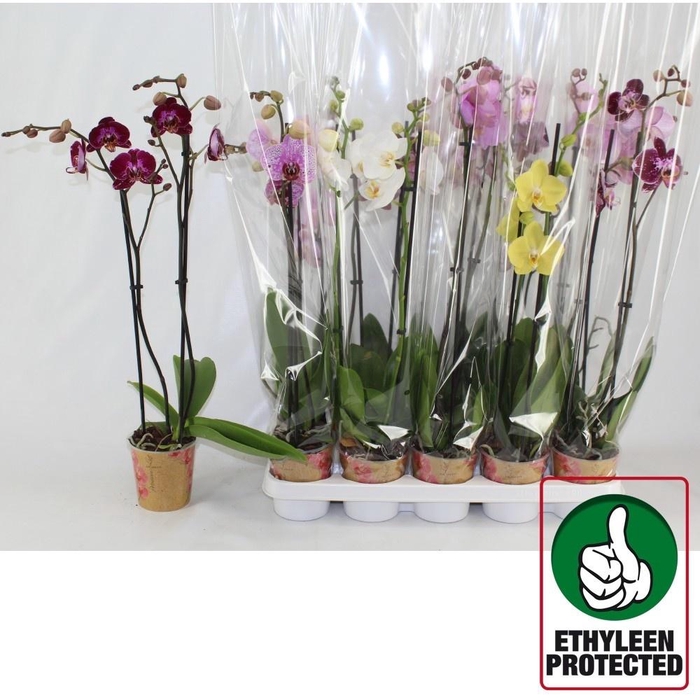 <h4>PHAL GEM 6 KL</h4>