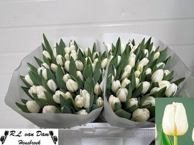 <h4>TU EN ANTARCTICA</h4>