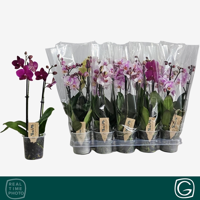 <h4>PHAL GEM 4 KL</h4>