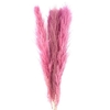 Dried Cortaderia Lao Grass Bleached L Pink P Stem