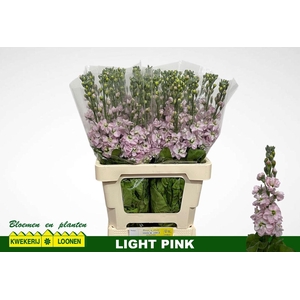 MATTH MILLA LIGHT PI