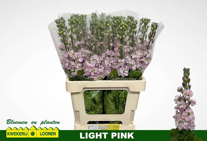 <h4>MATTH MILLA LIGHT PI</h4>