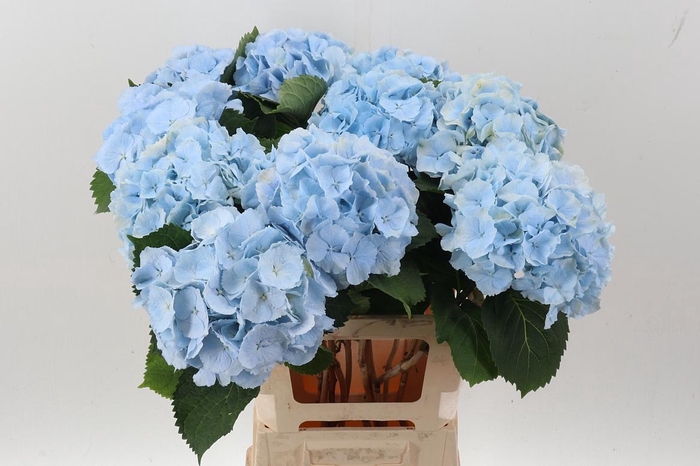 <h4>Hydr M Ch Verena Bl</h4>