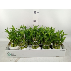 Dracaena sand. 'Lucky Bamboo' ..pyr
