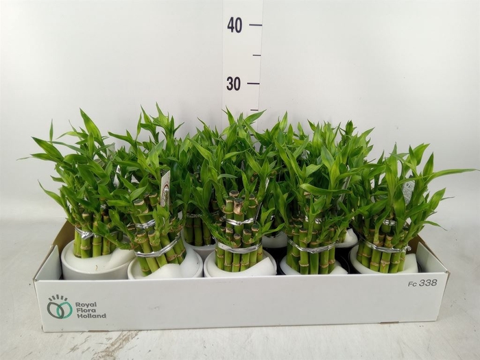 <h4>Dracaena sand. 'Lucky Bamboo' ..pyr</h4>