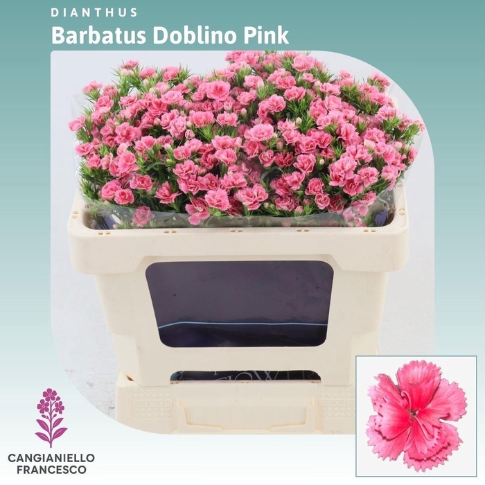 <h4>DI BARB DOBLINO PINK</h4>
