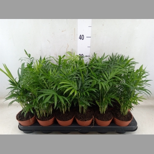 Chamaedorea elegans