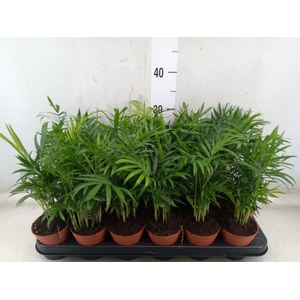Chamaedorea elegans