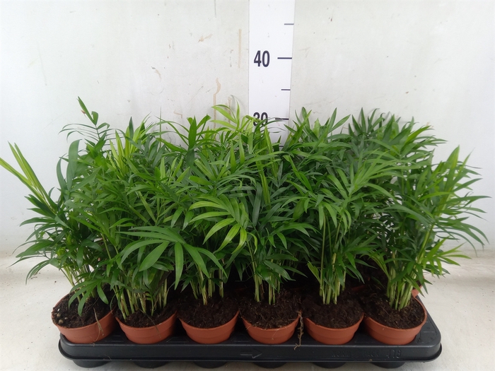 <h4>Chamaedorea elegans</h4>