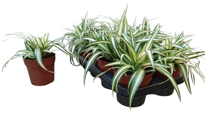 <h4>CHLOR COM VARIEGATUM</h4>