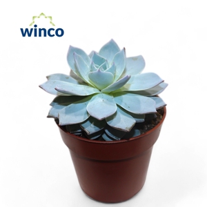 Echeveria Blue Star