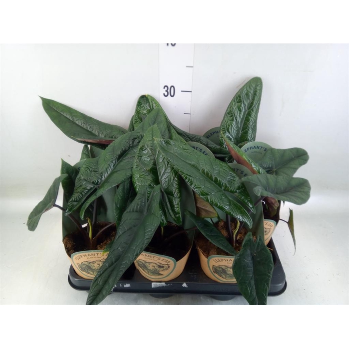 <h4>Alocasia   ...</h4>