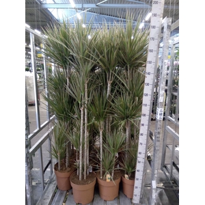 Dracaena marg. 'Bicolor'