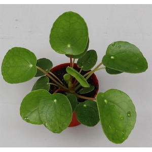 Pilea peperomioides