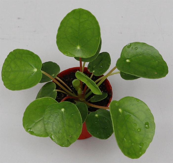 <h4>Pilea peperomioides</h4>