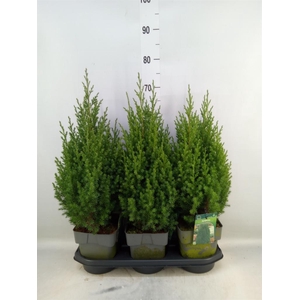 Juniperus chinensis 'Stricta'