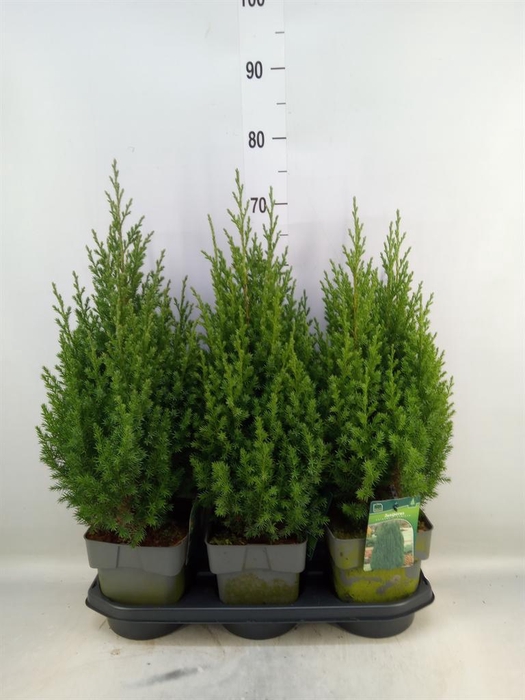 <h4>Juniperus chinensis 'Stricta'</h4>