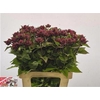 Monarda Anastasia