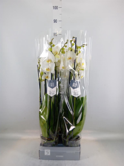 <h4>Phalaenopsis  'Ant Nottingham'</h4>