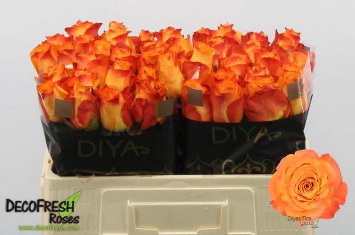 <h4>R Gr Diyas Fire Diya</h4>