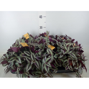 Tradescantia zebr. 'Purpusii'