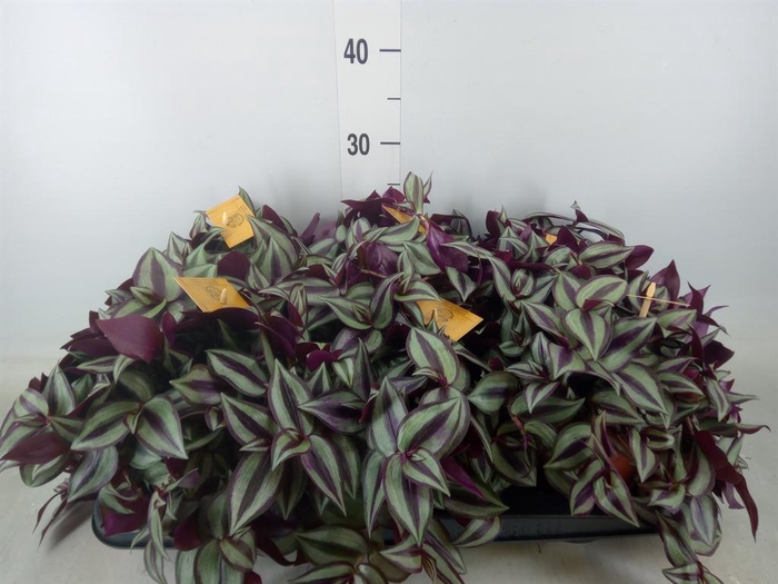 <h4>Tradescantia zebr. 'Purpusii'</h4>