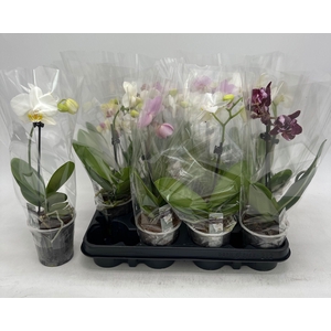 PHAL GEM