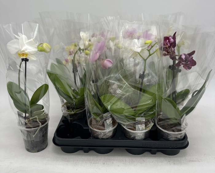 <h4>PHAL GEM</h4>