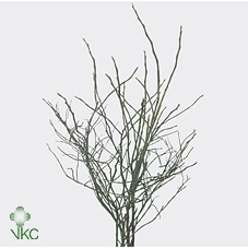 <h4>Vaccinium Myrtillus P Tak</h4>