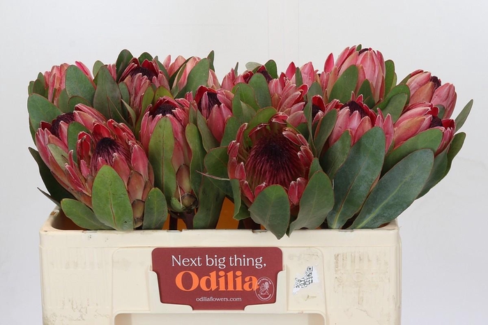 <h4>Protea Silvia</h4>