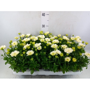 Osteospermum  '3D White'