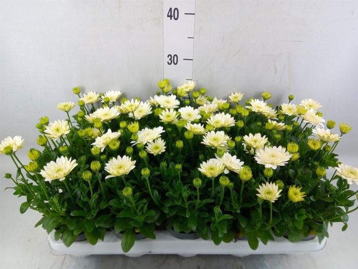 <h4>Osteospermum  '3D White'</h4>