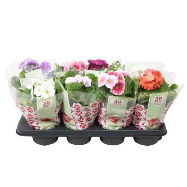 <h4>Primula 'Sweet Kisses' Mix P12</h4>
