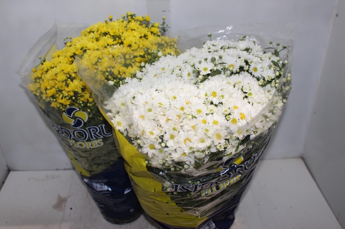 <h4>CRISANTEMO BOLA BELGA P20</h4>