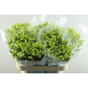 Alstr White Pearls (tros Wit)