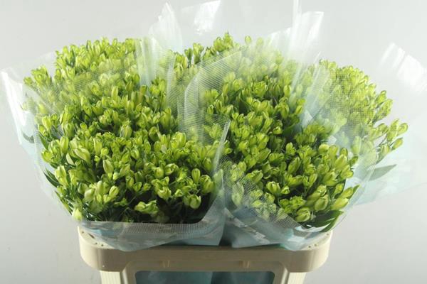 <h4>Alstr White Pearls (tros Wit)</h4>