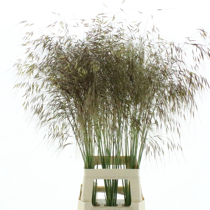 <h4>Stipa gigantea</h4>